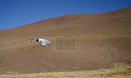 Photo for A Black and white Laughing gull (Leucophaeus atricilla) with green and brown hills behind under a blue sky. Antofagasta, Chile. - Royalty Free Image