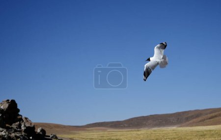 Photo for Laughing gull (Leucophaeus atricilla) against a blue sky with hills beneath. Antofagasta, Chile. - Royalty Free Image