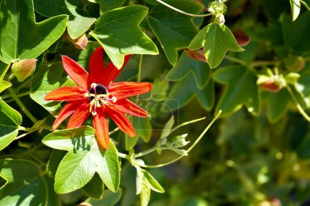 Photo for Beautiful Red Passionflower (Passiflora Manicata) in the sunshine. - Royalty Free Image