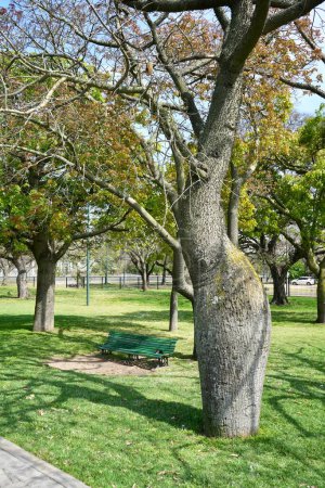 A Cebia or Silk Floss Tree (Ceiba speciosa) in a Buenis Aires Park.