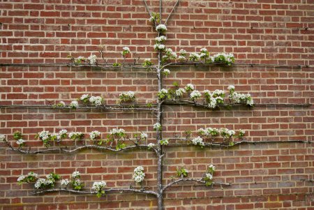 Schöne weiße Blüten des Pyrus Communis Birnbaums, der auf einer Ziegelmauer klettert. 