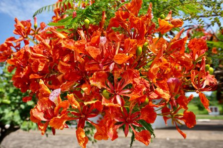 Schöne Orange Delonix regia oder königliche poinciana, extravagant oder Phönixbaum in voller Blüte.