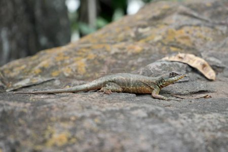 Téléchargez les photos : Tropidurus Lézard sur un rocher proche des chutes Iguaziu au Brésil. - en image libre de droit