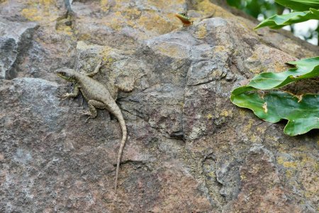Téléchargez les photos : Tropidurus Lézard sur un rocher proche des chutes Iguaziu au Brésil. - en image libre de droit