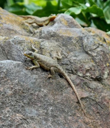 Tropidurus Lizard on a rock close to the Iguaziu falls in Brasil. 