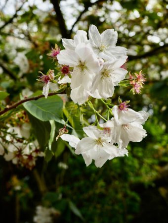 Téléchargez les photos : Fleurs hybrides roses et blanches de cerisier (Prunus x yedoensis) - en image libre de droit