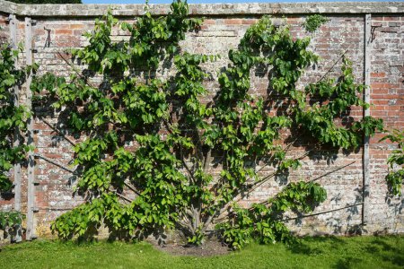 Atemberaubende Quittenpflanze, Cydonia Oblonga, auf einer rustikalen Ziegelmauer. 