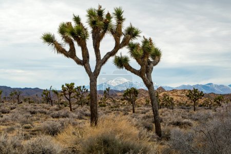 Joshua Trees in Joshua Tree National park, California, USA. Partly cloudy skies, dry shrubs and rounded rocks and boulders in the desert. High quality photo