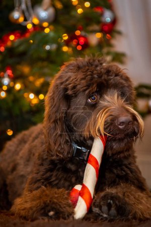 Foto de Brown Labradoodle perro masticando un palo de Navidad frente a un árbol de Navidad. Foto de alta calidad - Imagen libre de derechos