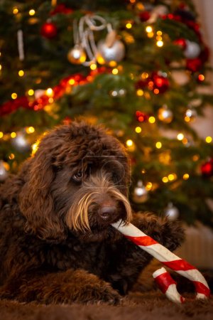 Foto de Brown Labradoodle perro masticando un palo de Navidad frente a un árbol de Navidad. Foto de alta calidad - Imagen libre de derechos