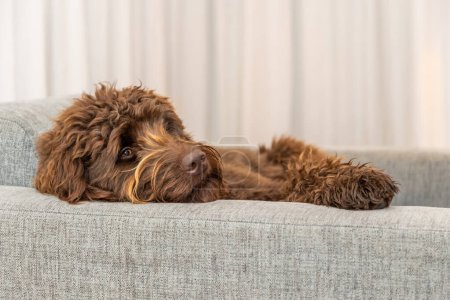 Foto de Golden brown labradoodle sleeping on sofa. Looking intelligent and curious. Curly brown fur. Grey sofa and white curtains. High quality photo - Imagen libre de derechos