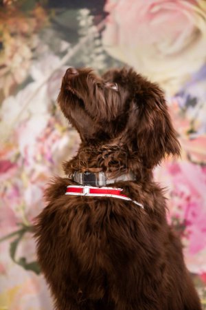 Foto de Brown labradoodle in front of colourful wallpaper looking up from sitting position. High quality photo - Imagen libre de derechos