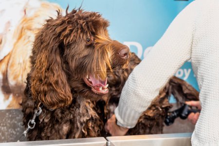 Foto de A brown, chocolate labradoodle pup being washed and groomed. Soap and water applied with a hose, lady in white pullover cleaning the dog. Curly and long brown wet hair. Colourful wallpaper as - Imagen libre de derechos