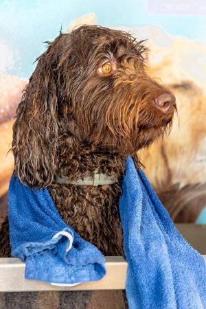 Foto de A brown, chocolate labradoodle pup being washed and groomed. Blue towel used to dry the dog. Curly and long brown wet hair. Colourful wallpaper as background. High quality photo - Imagen libre de derechos