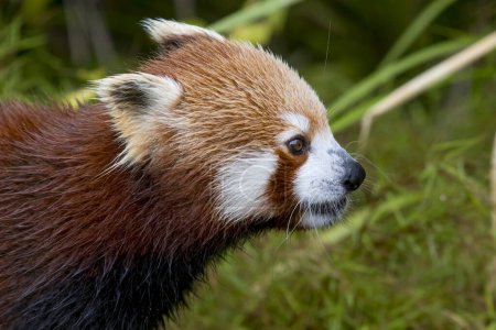 Red panda looking to the right en profile. High quality photo