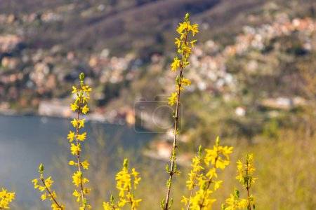 Photo for Lago di Como, Lake Como, Italy, in spring with yellow Forsythia bloom. Blue skies and vibrant colours. High quality photo - Royalty Free Image