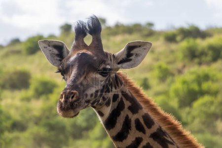 Photo for Giraffe in Arusha National Park, Tanzania. High quality photo - Royalty Free Image