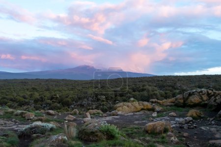 Photo for Mount Kilimanjaro with dramatic sunset in pink and purple sky. Top covered in Snow, dramatic mood during sunset. High quality photo - Royalty Free Image