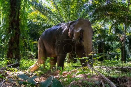 Photo for Thai Elephant making their way through the jungle. Green foliage and muddy elephants. High quality photo - Royalty Free Image