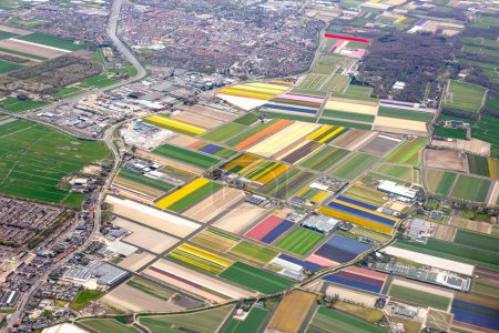 Photo for Dutch flower field in bloom in spring seen from above, aerial image. Colourful bulb field with tulips and hyacinth flowers in full bloom. Farms and roads forming diagonal lines. High quality photo - Royalty Free Image
