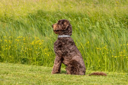 Schokoladenbrauner Labradoodle-Hund, der im Gras sitzt. Trainierter, halsbandgelockter Hund, der aufrecht sitzt und auf Anleitung wartet. Hochwertiges Foto