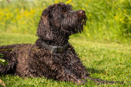 Photo for Chocolade brown Labradoodle dog laying at attention in gras. Trained, collared curly hair dog sitting upright waiting for instruction. High quality photo - Royalty Free Image