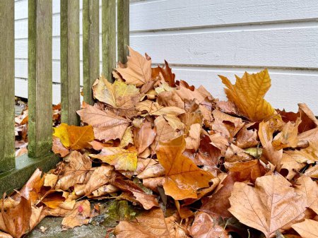 Photo for Close up of golden autumnal fallen leaves of a maple tree blown against a gate of a white wooden house. High quality photo - Royalty Free Image