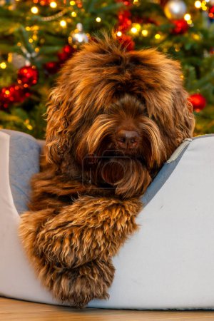 Foto de Un perro labradoodle marrón dorado frente a un árbol de Navidad con decoraciones. Foto de alta calidad - Imagen libre de derechos
