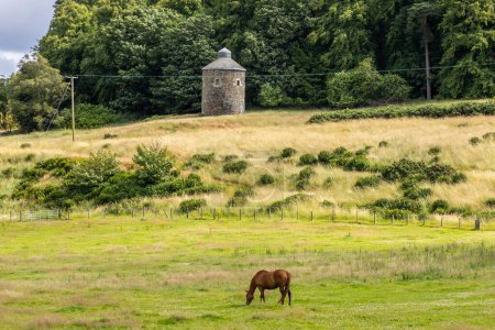 Grazing brown horse on a green grass meadow fringing on woodland forest in front of ancient, old tower, turret made from basalt stones in Scotland, Europe. High quality photo