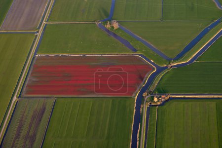 Aerial view of a tulip bulb field with vibrant red flowers coming into bloom with traditional dutch windmill and water ways and green grass meadow fields. High quality photo