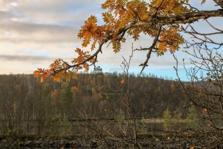 Téléchargez les photos : Couleurs automnales des arbres dans la forêt - en image libre de droit