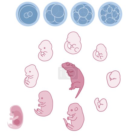 Illustration for Vector illustration of mouse embryo and fetus growth process - Royalty Free Image