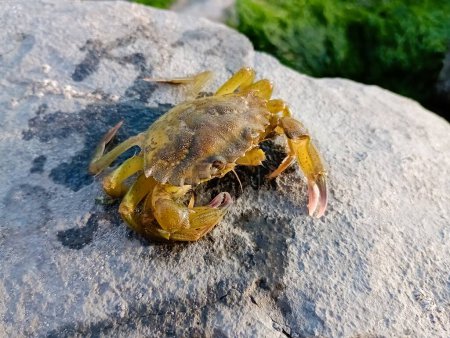 crabe sur la plage britannique