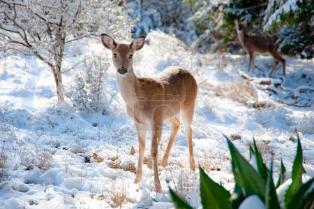 Un jeune cerf de Virginie femelle se tient immobile dans la neige un jour d'hiver dans la forêt.