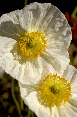 In full bloom on a warm winter's day, heading into early spring, are a couple of white Iceland poppies.