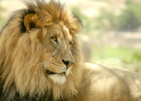 A profile shot of a male lion lying down and resting in the shade. 