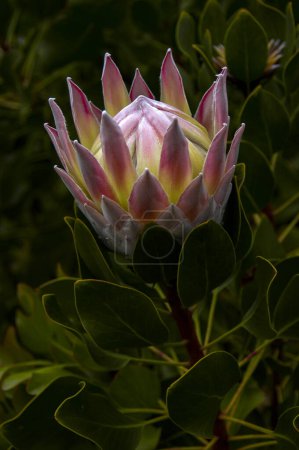 A beautiful giant protea flower with and pink and rose tint is opening up.            