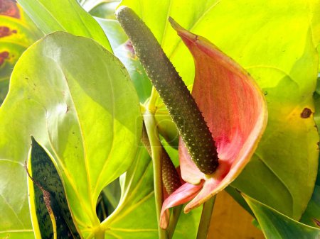Photo for Red green anthurium flower in the garden - Royalty Free Image