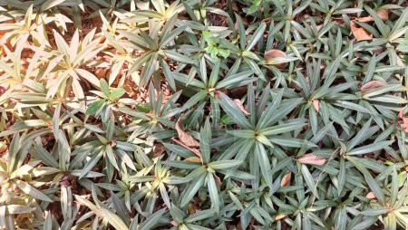 Foto de La planta Tradescantia Spathacea con una combinación de colores verde y violeta en el jardín - Imagen libre de derechos