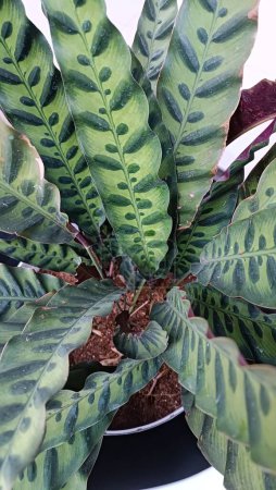 Foto de Detalle del lado superior de la hoja de la planta de serpiente de cascabel de Calathea Lancifolia - Imagen libre de derechos