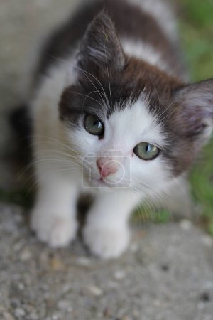 Foto de Esta foto muestra a un lindo gato mirándote - Imagen libre de derechos
