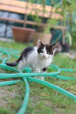 Foto de Esta foto muestra un lindo gato jugando con una manguera de agua - Imagen libre de derechos
