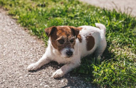 Téléchargez les photos : Un petit chien Jack Russell Terrier marchant avec son propriétaire dans une ruelle de la ville. Animaux de compagnie en plein air, mode de vie sain - en image libre de droit