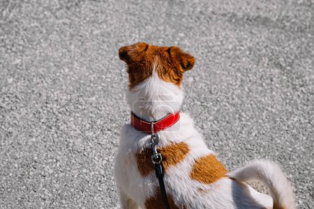Téléchargez les photos : Un petit chien Jack Russell Terrier marchant avec son propriétaire dans une ruelle de la ville. Animaux de compagnie en plein air, mode de vie sain - en image libre de droit