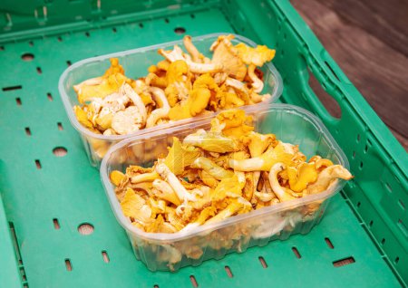 Fresh Chanterelle Mushrooms in Containers for Culinary Use