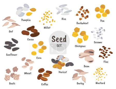 Conjunto de iconos planos de semillas y granos. Cultivo utilizado como alimento. Cebada cruda, avena, trigo, garbanzos, frijol, maíz, remolacha, guisante, judía, sésamo. Agricultura. Ilustraciones aisladas en color