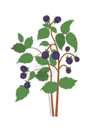 Bramble fruits on bush flat icon Agriculture. Vector illustration