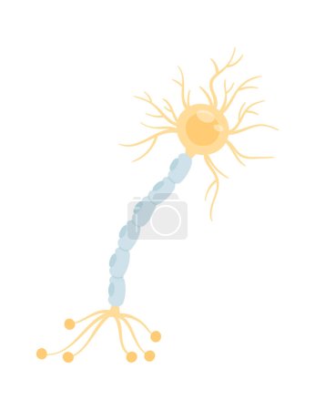 Illustration for Peripheral Neuropathy Nerve Damage Vector Illustration - Royalty Free Image