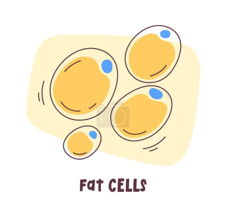 Ilustración de vectores de células humanas grasas