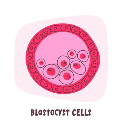 Blastozyste menschliche Zellen Vektor Illustration